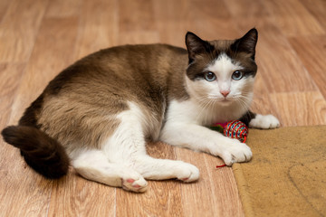 white-brown domestic cat with blue eyes lies and plays with a toy
