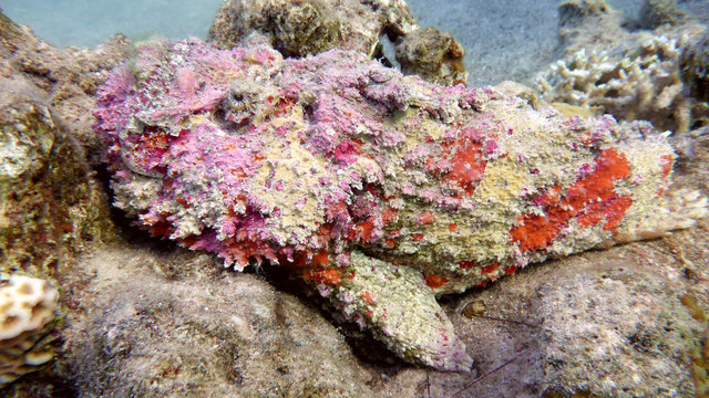 Pink reef Stonefish (Synanceia verrucosa) in the Red Sea, Eilat, Israel