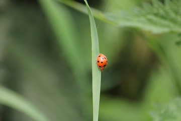  coccinelle