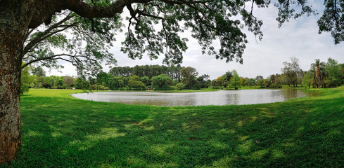 view of large farm of yerba mate plantation