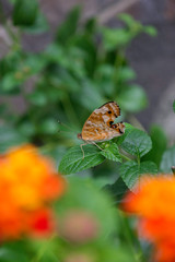 butterfly on a flower