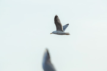 Seagull flying on beautiful cloudless blue sky