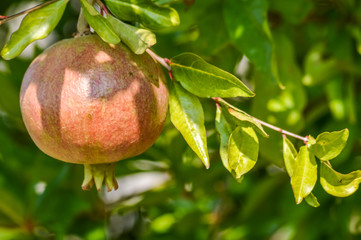 pomegranate hanging on the tree close up 