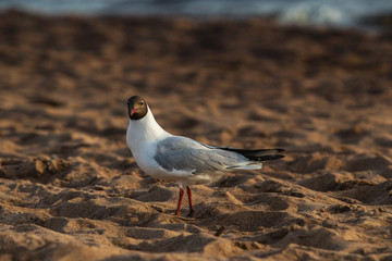 Seagulls on the beach gulls communicate and search for food