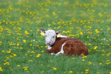 Brown and White Cattle Hereford calf on Pastureat, looking at the camera, lie in the grass