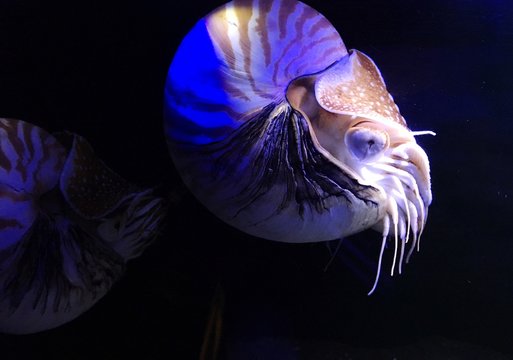 Inkfish bilder – Bläddra bland 21,090 stockfoton, vektorer och videor ...