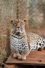 Naklejka premium Leopard