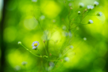 BLUR FLOWER