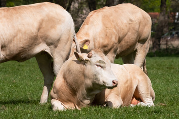 Herd of curious white Charolais beef cattle in a pasture in a dutch countryside. With the cows standing in a line staring curiously at the camera