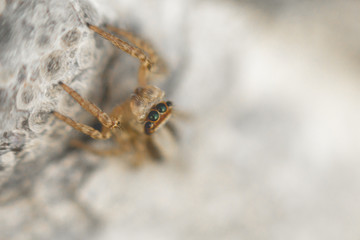 Spider macro : Selective focus, Soft focus with blurred background showing eyes. has space for text