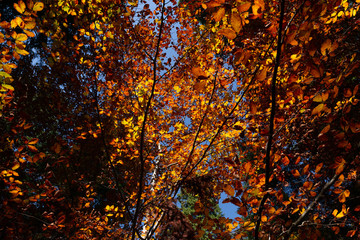 Fronds full of colored leaves on a bright morning in the Trentino Dolomites. In autumn the trees are tinged with light green, yellow and red. The woods become plein air paintings. Trekking in Italy