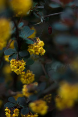 Spring yellow flowers on a shrub