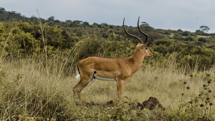 Antelope