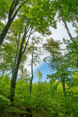 Forest, lush foliage, tall trees and blue cloudy sky at spring or early summer