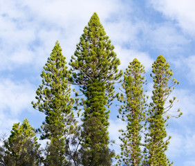 Araucaria trees over blue sky