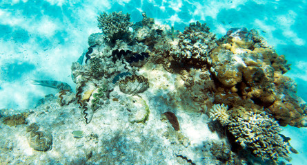 Giant tridacna and coral in the sea