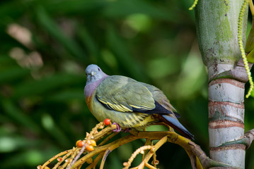 Pink-Necked Green Pigeon in Sungei Buloh Wetland Reserve