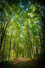 Forest, lush foliage, tall trees at spring or early summer - Road in the forest with shadows and...