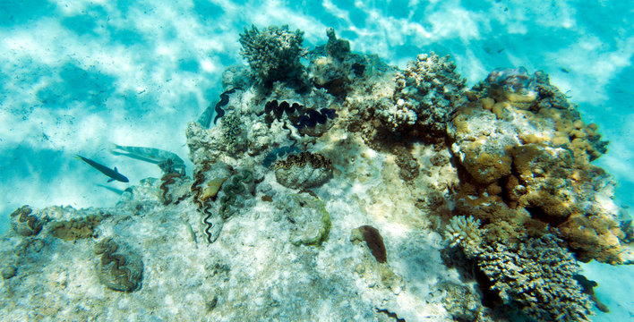 Giant tridacna and coral in the sea