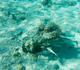 Fototapeta premium View of tropical fishes in Ouvea
