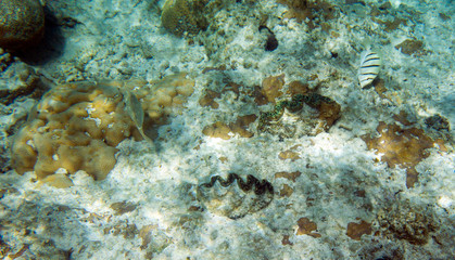 Naklejka na ściany i meble Giant tridacna and coral in the sea