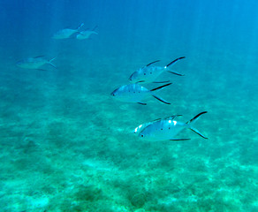 Fototapeta na wymiar View of tropical fishes in Ouvea