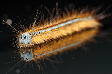 chenille de Bombyx en livrée (aux couleurs de l’écurie gulf oil)