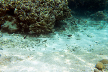 View of tropical fishes in Ouvea