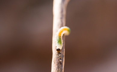 Tiny green and yellow caterpillar crawling towards camera on a twig.