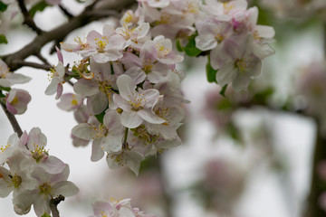 Der Apfelbaum blüht im Frühjahr mit weiß-rosa-farbenen Blüten. Die Bienen sammeln dort im Frühling ihren Nektar.