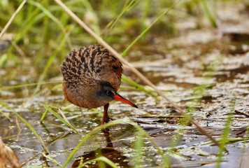 The Virginia rail on the marsh.Natural scene from Wisconsin conservation area.
