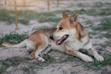 Thai male breed dog, Brown males lie on the floor. Open your mouth and turn to the side.
