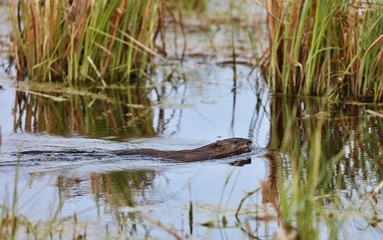 The muskrat is semiaquatic rodent native in North America.


