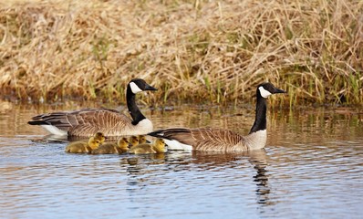 Obraz premium Canada goose with goslings swimming on the lake. 
