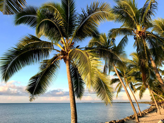 Fototapeta na wymiar Palm Trees On Beach