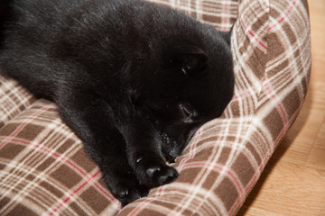 Cute black schipperke breed puppy asleep