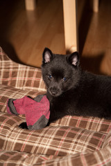 Cute black schipperke breed puppy plays with a sock