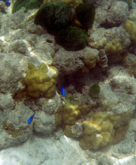 View of small fish in the sea