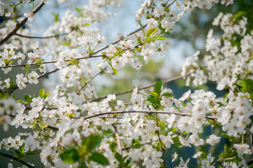 apple  Blossom. White flowers on tree branch, selective focus. Gardening in spring. Spring Flowering branch