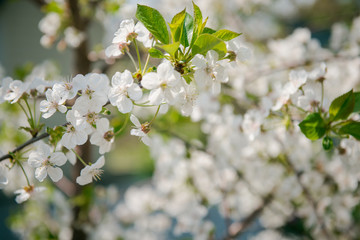 apple  Blossom. White flowers on tree branch, selective focus. Gardening in spring. Spring Flowering branch