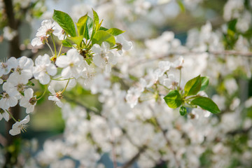 apple  Blossom. White flowers on tree branch, selective focus. Gardening in spring. Spring Flowering branch