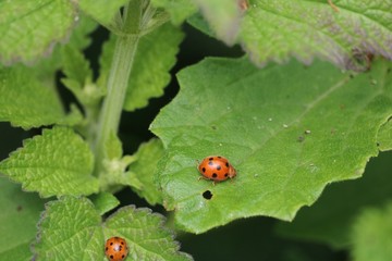 Obraz premium coccinelle