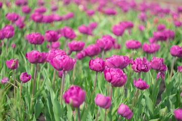 Obraz premium Spring blooming bright purple tulips