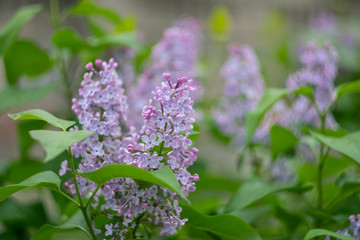 Fototapeta na wymiar Spring blooming lilac on a blurry background with bokeh effect.