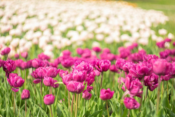 Spring blooming bright purple tulips