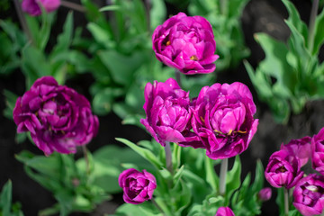 Spring blooming bright purple tulips