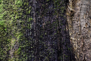 moss green on root of tree in forest.