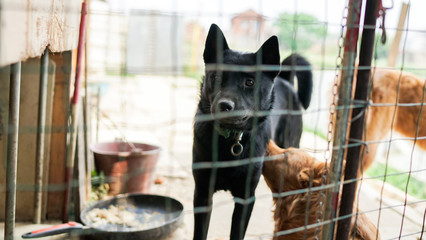 A friendly curious stray dog behind the fence, dog shelter with cages in Asia, stolen pet for the food market, animals rights, China, pet rescue center, human's best friends
