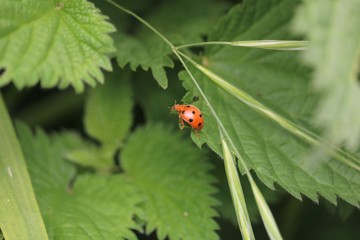 Fototapeta premium coccinelle