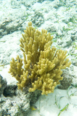 Fototapeta na wymiar A picture of a beautiful yellow gorgonia coral